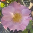 Bonnie Nuccio